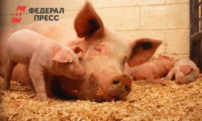 В Брянской области поднялся бунт против свинарников «Мираторга»