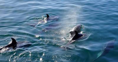 На побережье Новой Зеландии нашли более сотни погибших дельфинов