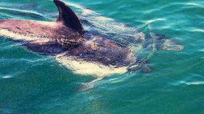 Дельфины оказались способны регулировать свое сердцебиение