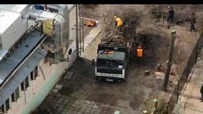 В Алматы без разрешения спилили четыре дерева возле KFC. Владельцев участка и здания оштрафовали