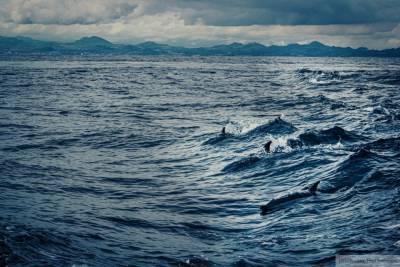 Более сотни дельфинов выбросились на берег в Новой Зеландии