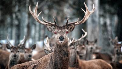 В Чехии олень «отнял» у охотника ружье и скрылся в лесу