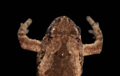 Биологи МГУ нашли в Таиланде крошечную лягушку с голосом кузнечика