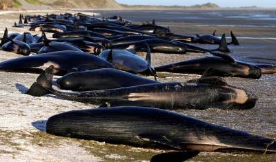 Более сотни мертвых дельфинов нашли на берегу Новой Зеландии