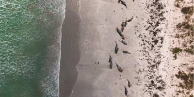 В Новой Зеландии более сотни черных дельфинов и афалин выбросились на берег и погибли
