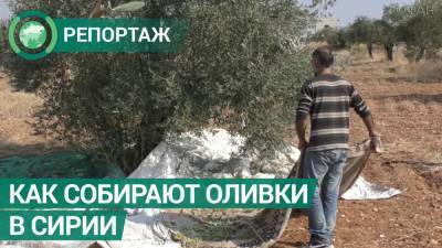 Как собирают оливки в Сирии