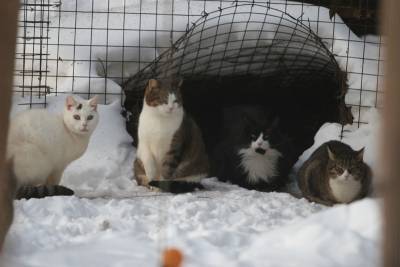 Московское метро помогает животным из приютов найти новый дом