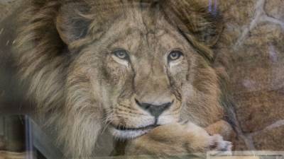 Начальника сафари-парка в Крыму обвиняют в убийстве четырех львов