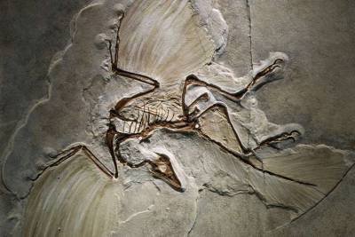 Ученые обнаружили в Крыму скелеты неизвестных животных