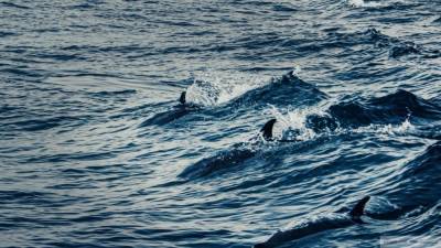 Почти 100 черных дельфинов выбросились на берег в Новой Зеландии