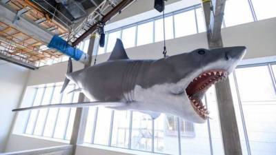 Легендарная акула из «Челюстей» наконец-то попала в музей кино Голливуда