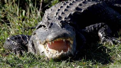 Видео с опасными крокодилом и акулой у берегов Австралии появилось в Сети