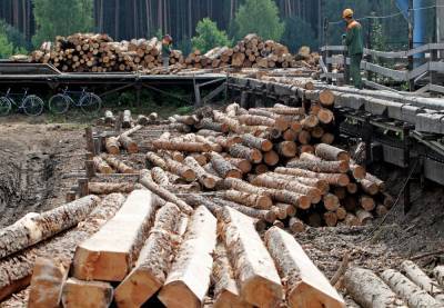 В Беларуси изменится порядок реализации древесины через биржу
