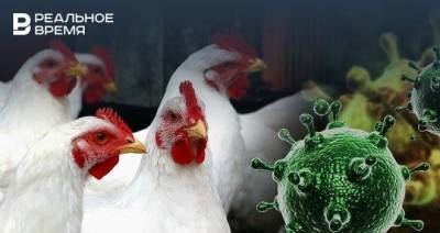 Китай запретил ввоз мяса птицы из Татарстана из-за птичьего гриппа