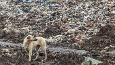 В Ленобласти могут ввести режим ЧС из-за мусора в Янино