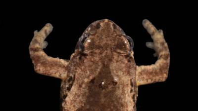 Биологи МГУ нашли лягушку-кузнечика с огромным средним пальцем