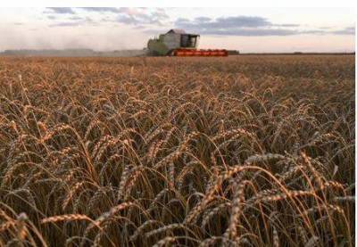 Квота на экспорт зерна из РФ может ускорить уход небольших трейдеров с рынка - аналитики