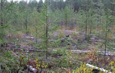 Департамент природопользования потратит 84 миллионов рублей на посадку деревьев в Новой Москве фирмой-картелем