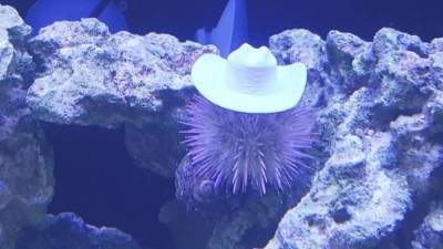 Когда аквариумные жители стильнее тебя: для морских ежей проектируют дизайнерские шляпы