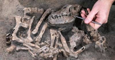 Лучший друг из Каменного века: в Швеции нашли собаку, похороненную вместе с хозяином 8 тысяч лет назад