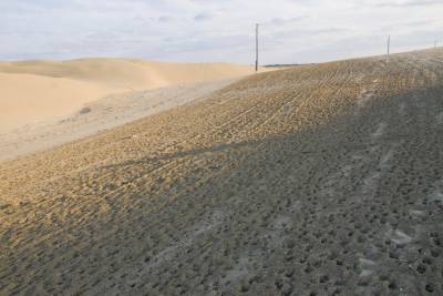 В двух районах Дагестана ввели режим ЧС из-за разрушения почвы на зимних пастбищах