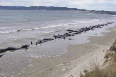 В Новой Зеландии более сотни дельфинов выбросились на берег и погибли (фото)