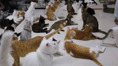 Женщина в Омане поселила дома 480 кошек и 12 собак (видео)