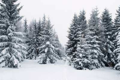 С начала зимы белгородские лесные ели будут находиться под круглосуточной охраной