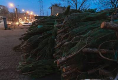 В Днепр уже завезли новогодние елки: где можно купить и по какой цене
