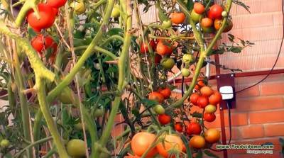 Сорта томатов: выбираем вкусные, устойчивые, для грунта и теплиц