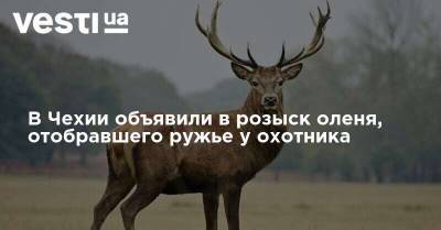 В Чехии объявили в розыск оленя, отобравшего ружье у охотника
