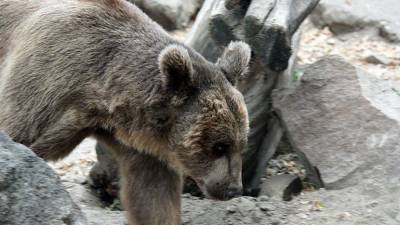 На Камчатке медведь вместо сна ходит на зимнюю рыбалку
