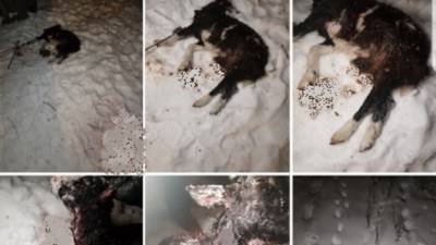 В Тобольске жители жалуются на бездомных собак, которые нападают на домашний скот