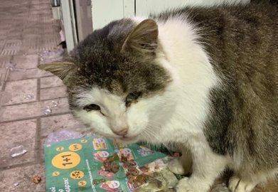 Был любимцем всех местных жителей: Уфимские зоозащитники требуют наказать виновных в жестоком обращении с котом