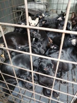 38 животных в квартире: в Новокузнецке волонтёры обнаружили «концлагерь для собак»
