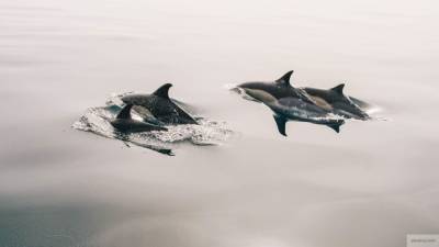 Привычки дельфинов могут помочь дайверам в погружении на глубину