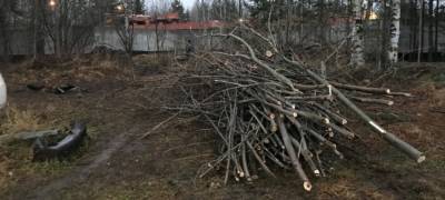 Незаконную вырубку деревьев обнаружили в Петрозаводске