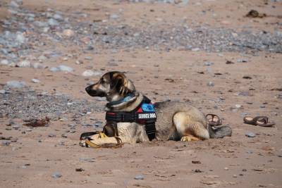Служебная собака помогла раскрыть грабеж под Новосибирском
