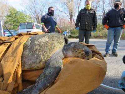 В США спасли огромную 150-килограммовую черепаху, которая застряла на пляже