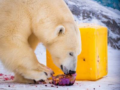 В красноярском зоопарке белых медведей поздравили «полярным тортом»
