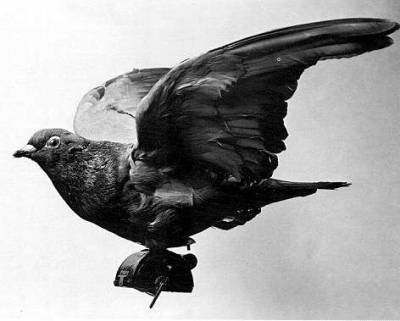 «Голуби-камикадзе»: как Красная Армия использовала птиц на войне