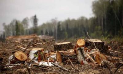 На Киевщине вырубили лес на десятки миллионов гривен