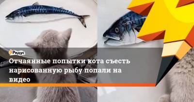 Отчаянные попытки кота съесть нарисованную рыбу попали на видео