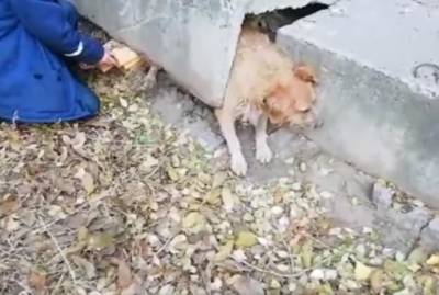 В Одессе спасли пса, который оказался в бетонной ловушке