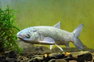 В Ростовской области специалисты Россельхознадзора нашли в рыбе следы нитрофуранов
