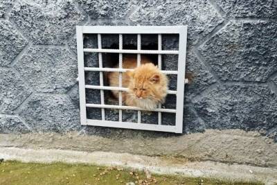 В Подмосковье спасатели освободили кота из решетки подвального окна