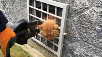Спасение застрявшего рыжего кота попало на видео