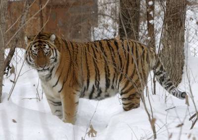 Амурские тигры напали на лошадь и собаку в Хабаровском крае