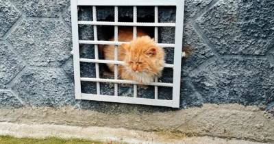 В Подмосковье упитанный кот застрял в решетке подвального окна и был спасен