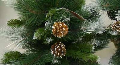 В Черкассах начинают продавать новогодние елки